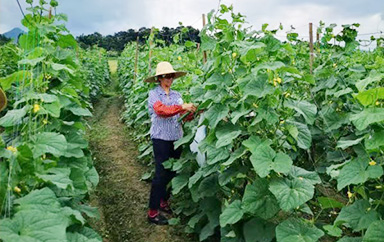 采摘参观精彩瞬间